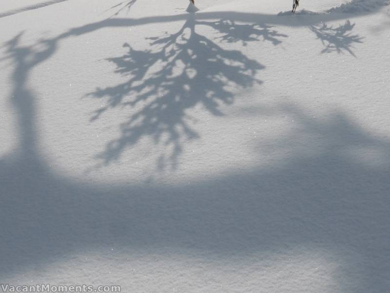 <em>Strawberry Fields shadow</em>