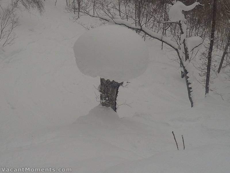 The snow-measuring tree bomb