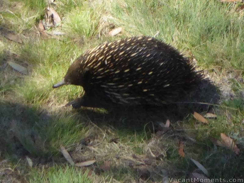 Yesterday, whilst riding Kosi Chair, I spotted Eric the Echidna on his way to Wanderlust