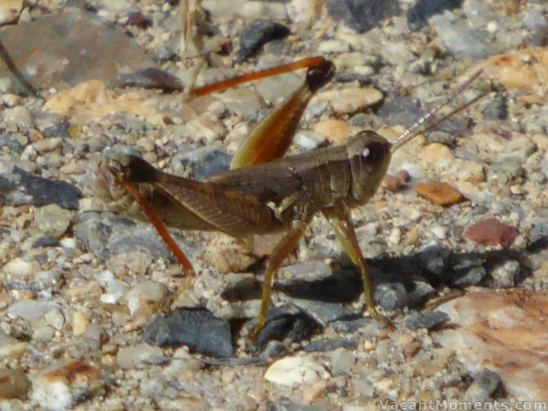 The beat pervaded every creature<BR>or may be the concrete was just too hot ;-)