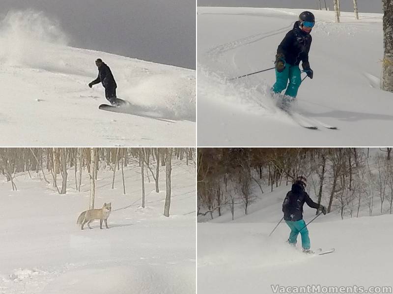 Lighter snow up high but much heavier lower down<BR>making it easier going for the wildlife but not for skiing