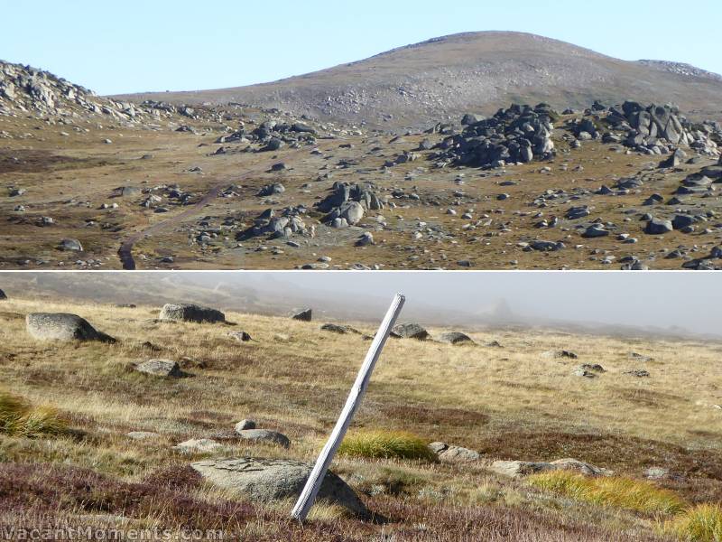 Mt Kosciuszko in the background and summer grasses in autumn colours