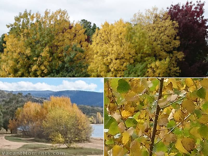 A trip to Jindabyne shows the magnificent beauty of Autumn as the leaves turn