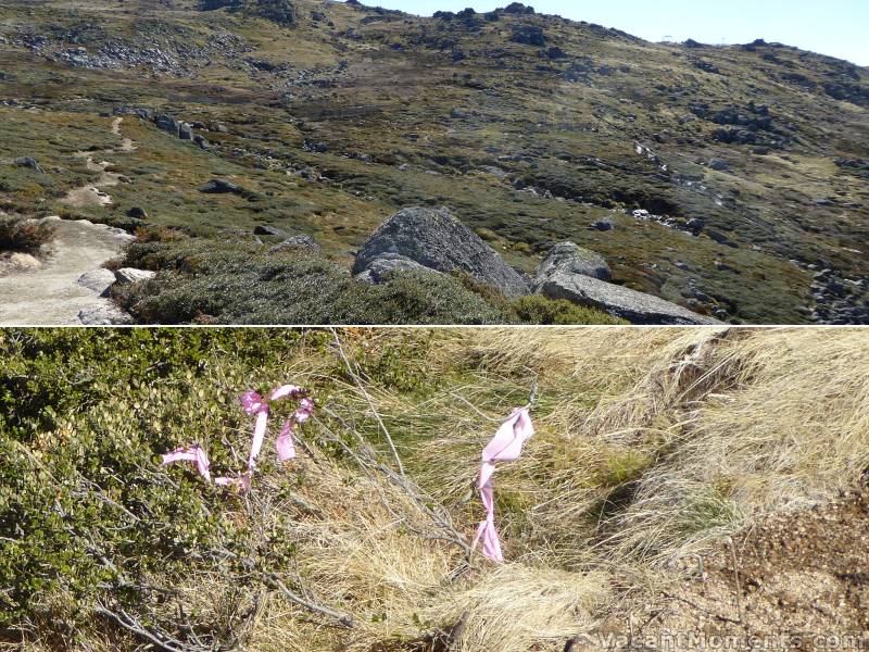 The new track winds out across Central Spur<BR>where the rare flowering pink ribbon can sometimes be spotted