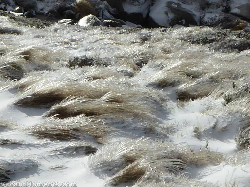 Frozen grasses showing where the wind was blowing from