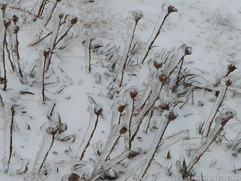 Billy Buttons