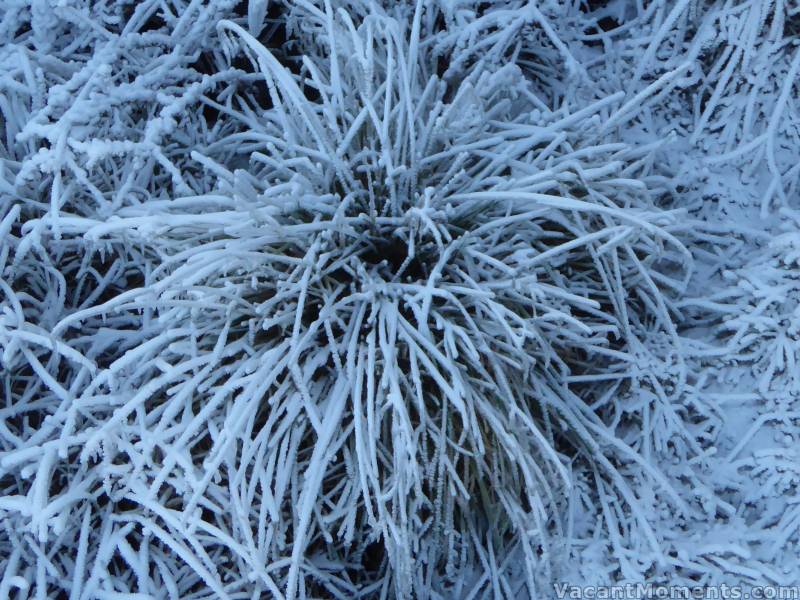 Lovely snowmaking frozen grasses