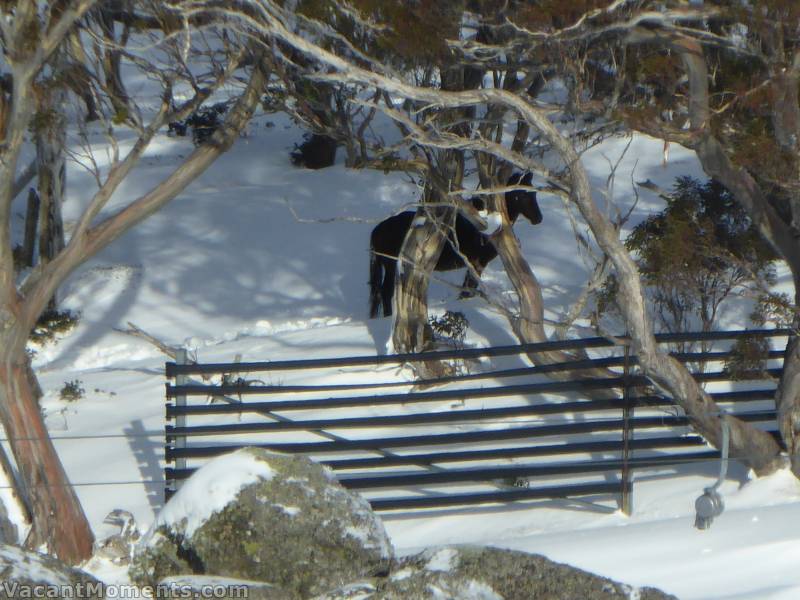 Then in the Basin - a brumby that Lucky Phil first spotted