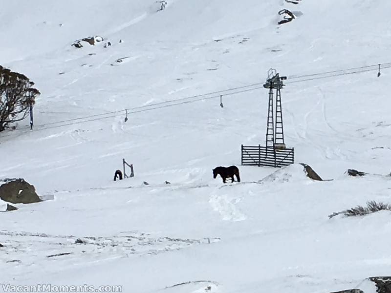 Photos supplied later in the day showed the brumby was able to move around