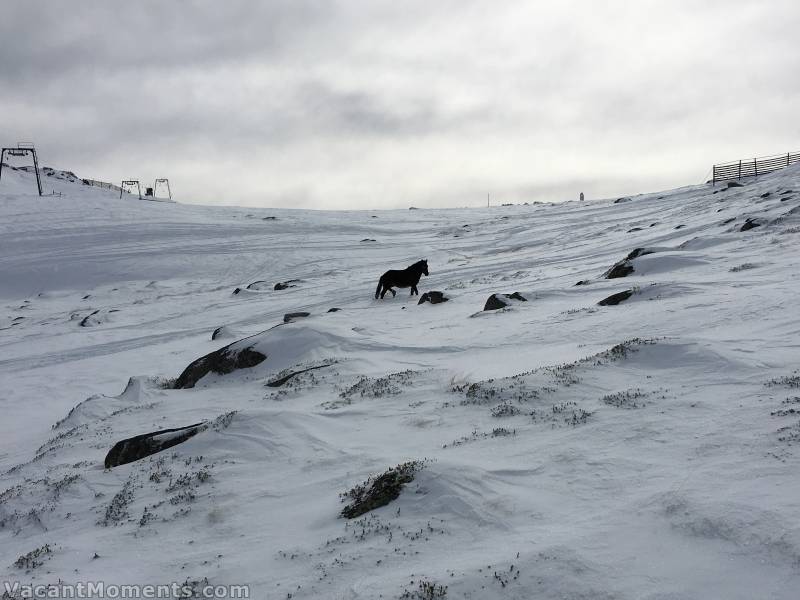 But it won't like the noise of snow cats, snow mobiles and screaming children<BR>when the T-bar is opened - supposedly on Thursday