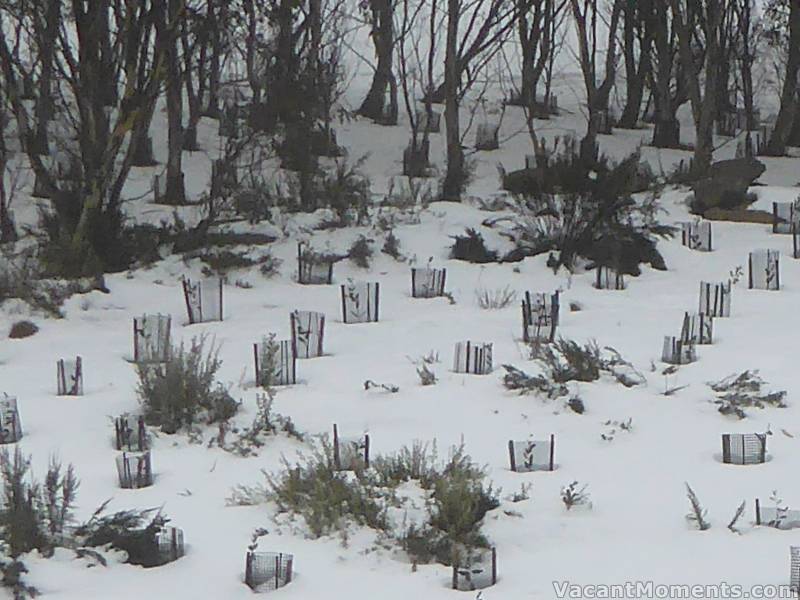 Meadows natural snow depth measuring point on Friday morning