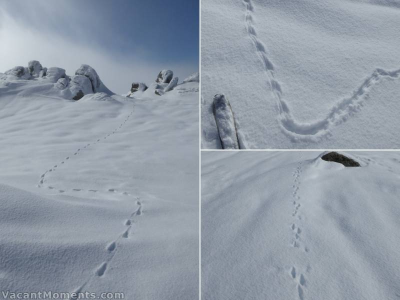 Nothing but animal tracks and fresh snow (Fox, something small with a tail and a hare)