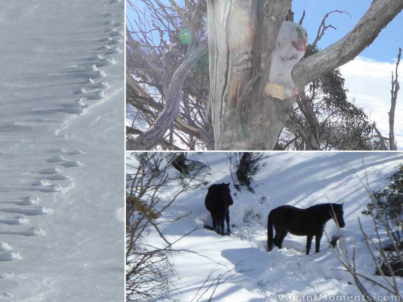 Out of resort yesterday: elevated foot prints, bone in tree at DHG & <em>they're out there</em>