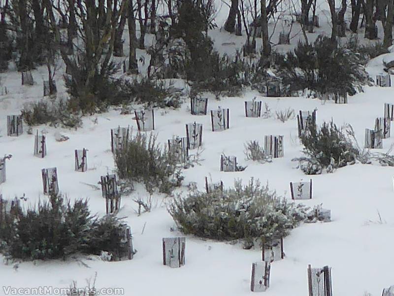 Meadows natural snow measuring point this morning