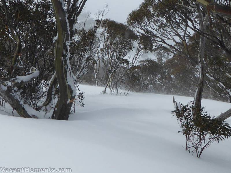 Getting freshies in the late morning in-resort and not a closed area