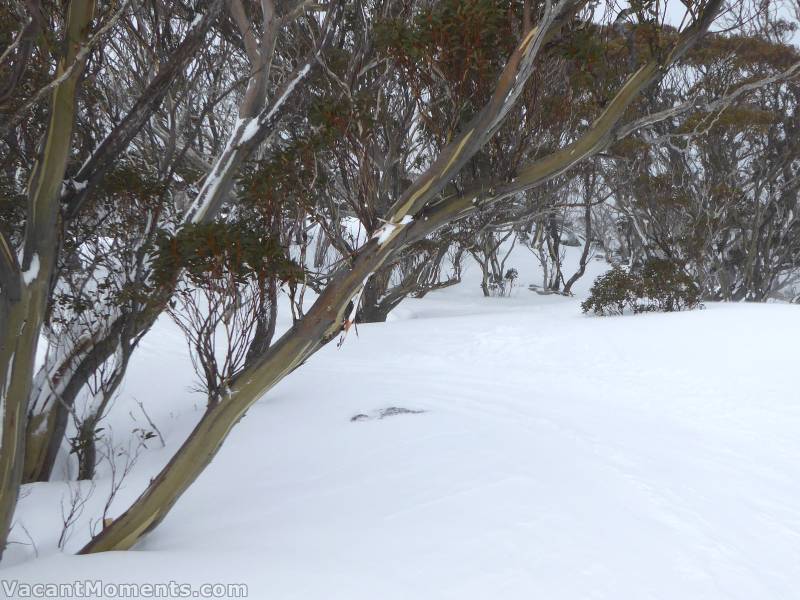 Trees provided better visibility and lighter snow