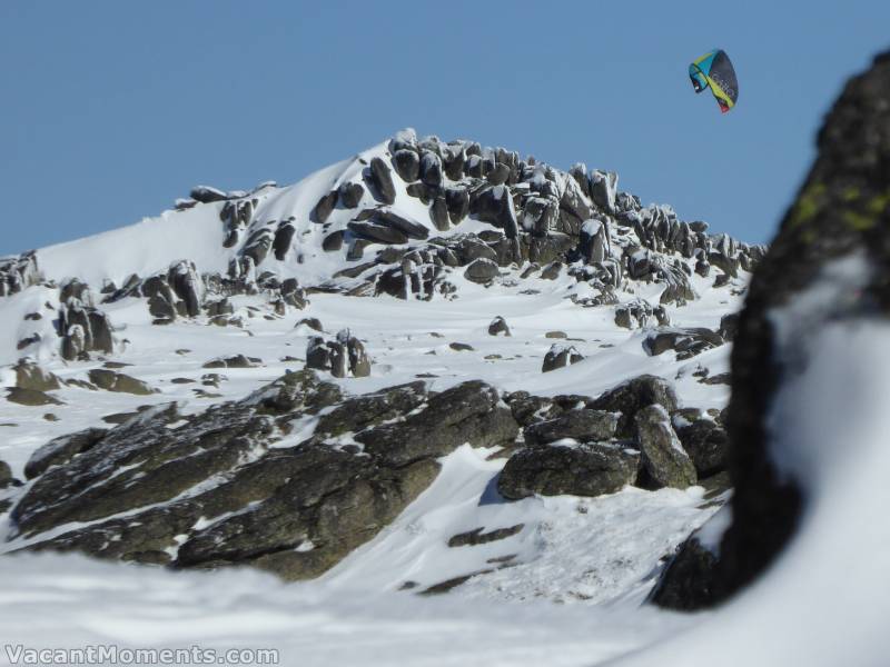 Giant Alpine Butterfly