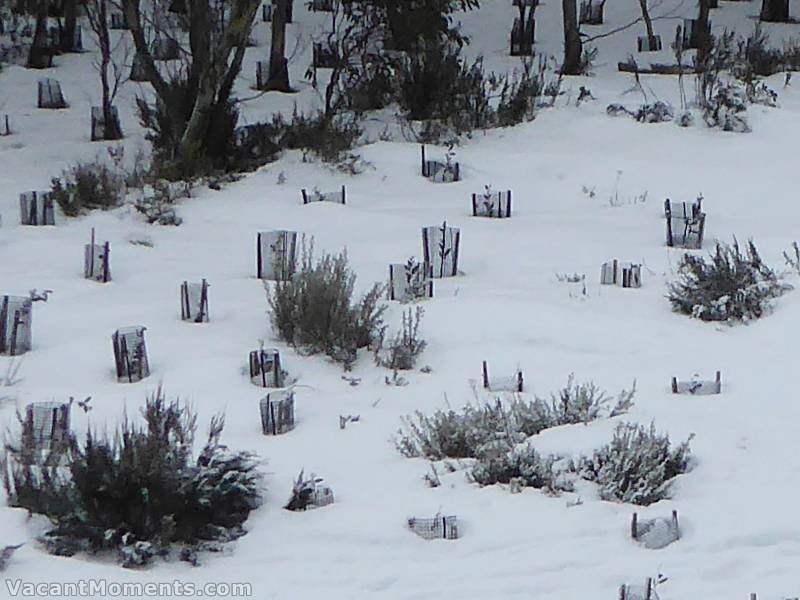 Meadows snow depth this mornimg - hmmm not much