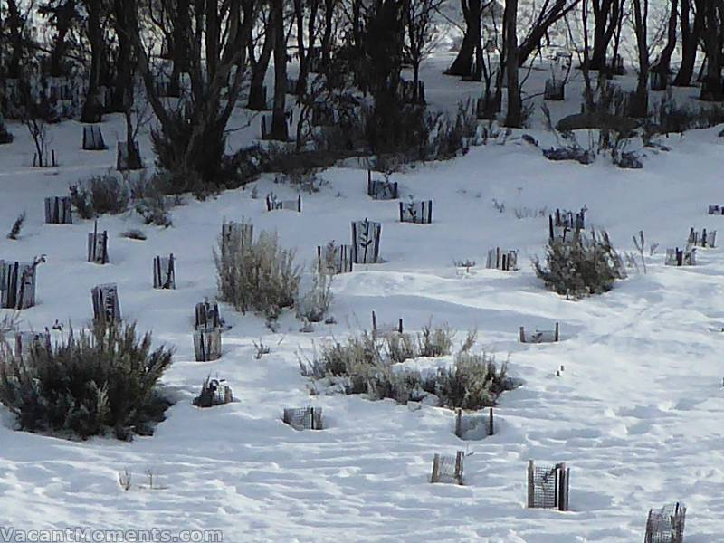 Meadows snow depth