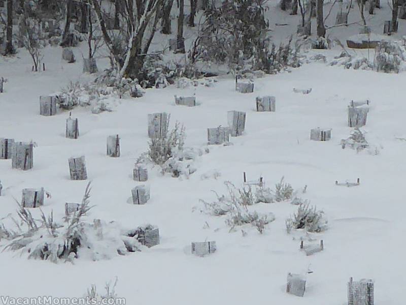 Not much change in the Meadows snow depth after the rain and the snow