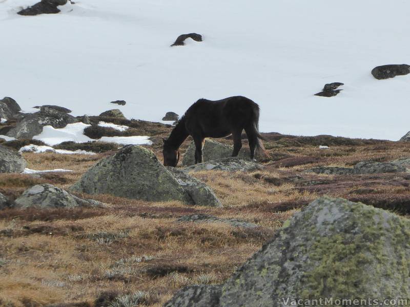 Peter pointed out the newest attraction in Thredbo - just above Conrod Straight<BR>A wild brumby that has taken up residence inside the Thredbo resort boundary<BR>and is enjoying what the rains have exposed :-)