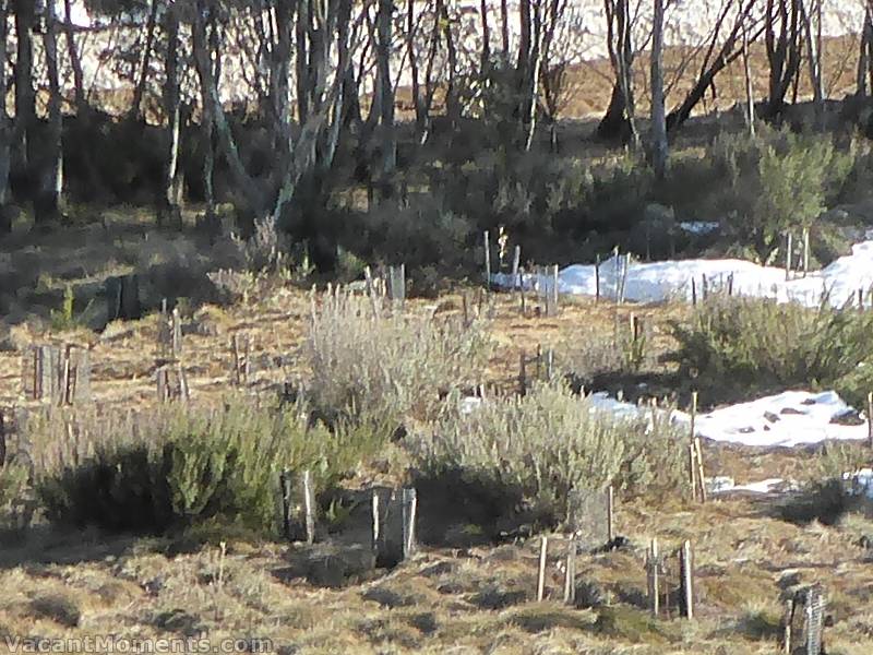 Meadows natural snow level - well at least the grass is doing well