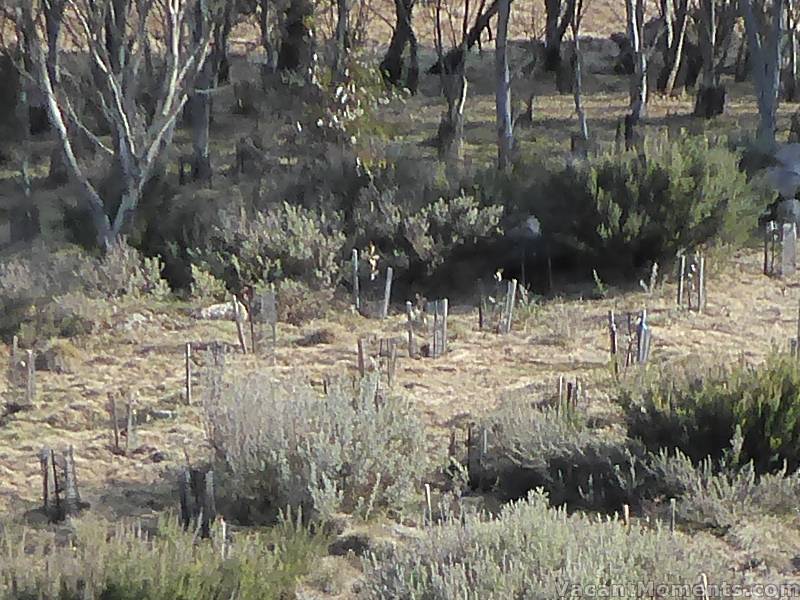 Meadows grass measuring point