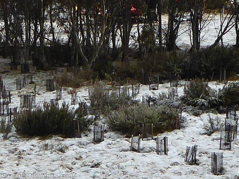 The Meadows grass measuring point