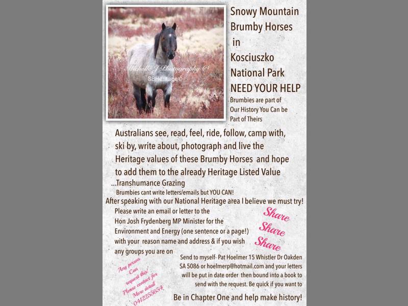 For all of you who forgot about the iconic Snowy Mountain brumby<BR><a href=https://www.facebook.com/snowybrumbyheritage/ target=_blank>There's still time to act</a>