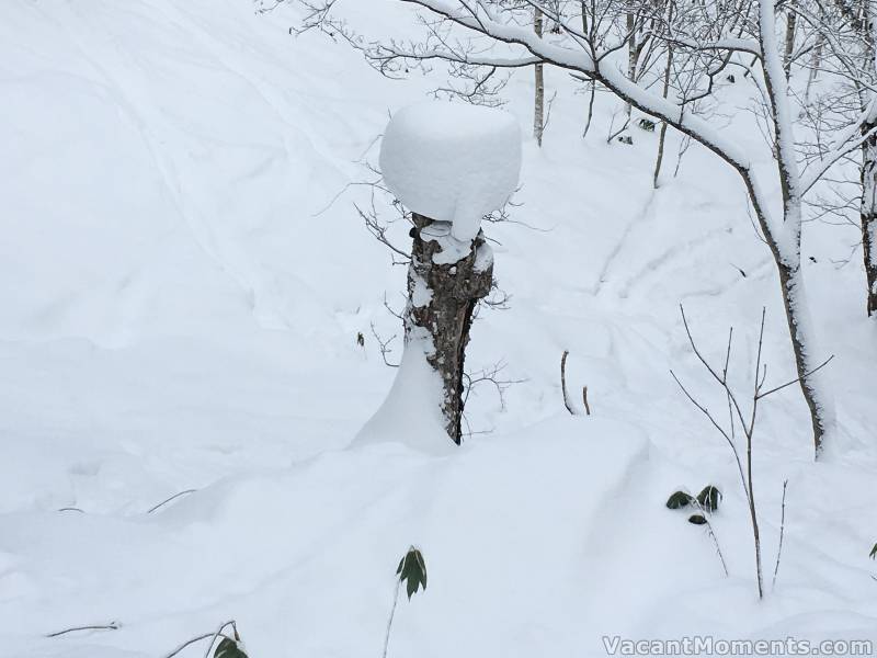 The snow measuring tree in Rusutsu (<a href=http://www.ciau.com.au/snow/rrr.asp?rrid=905 target=_blank>click here to see last year)</a>