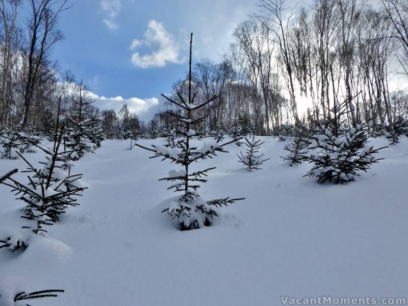 Even the baby pines are presenting tight slalom skiing