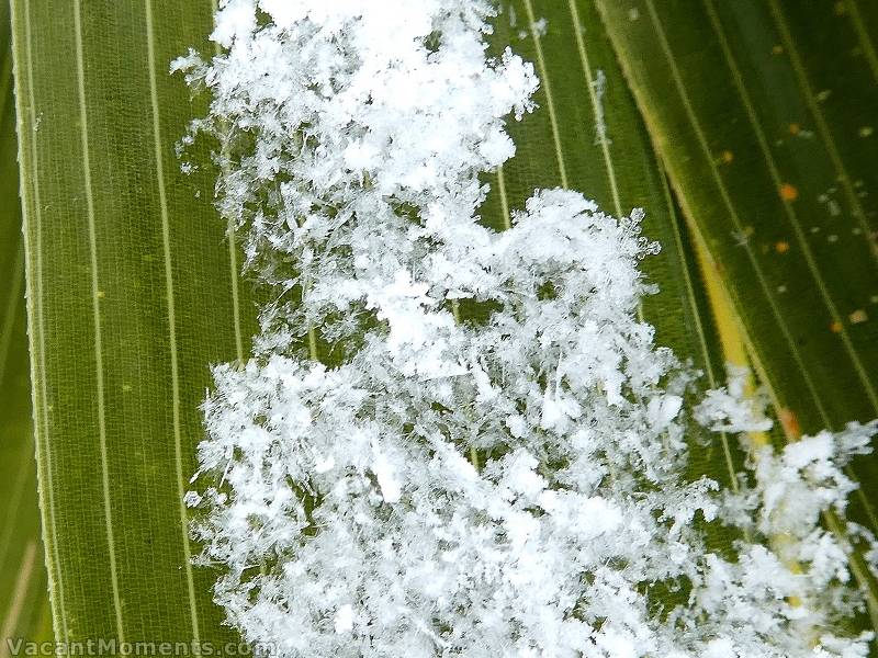 Crystals on Sasa