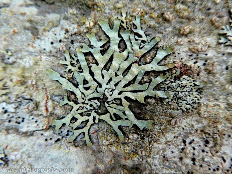 Alpine Coral not yet affected by global warming