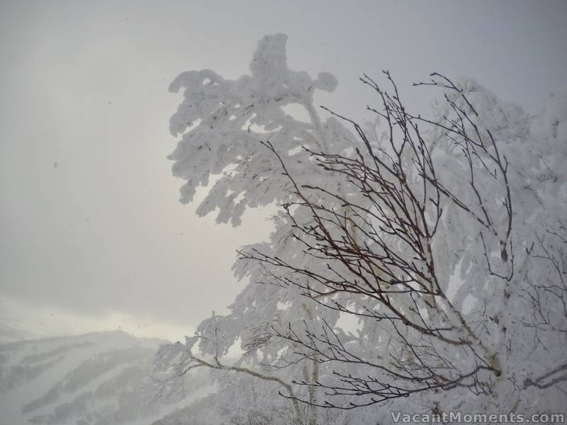 Conditions that led to snow white blossom on the trees