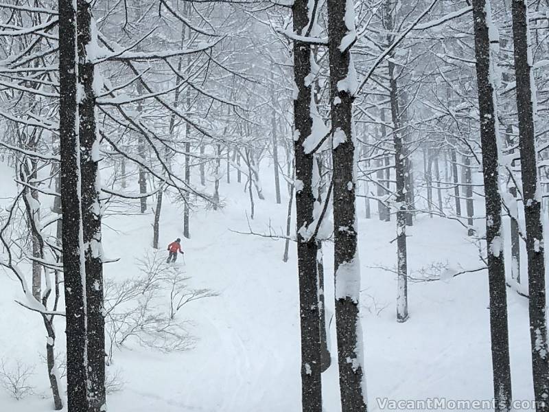 Out in the un-crowded woods of Honshu (courtesy of TraKtorman)