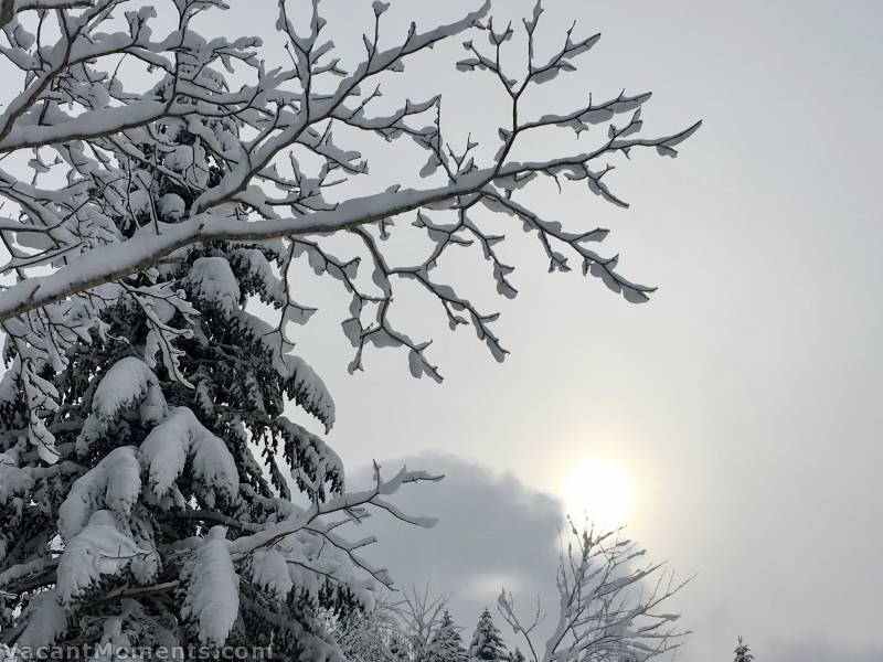 Snow-clad trees