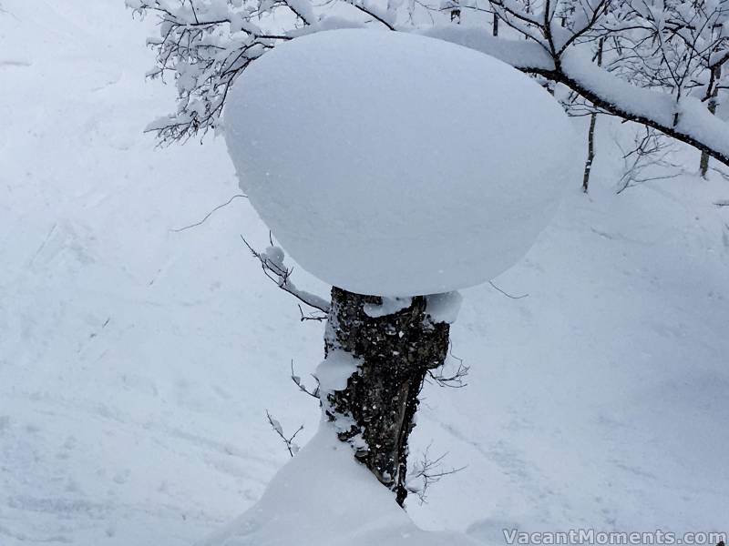 The snow meauring tree bomb continues to grow