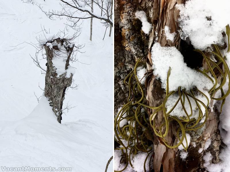 Andrea's snow measuring snow bomb has colapsed - first time Peter has ever seen this.<BR>Signs of life - signs of Spring