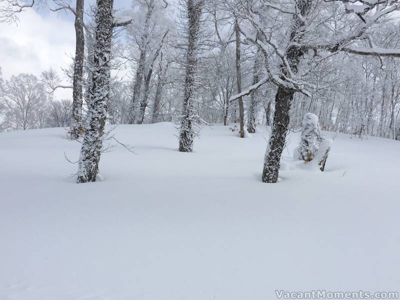 So much fresh untracked