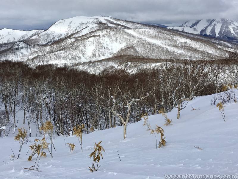 But in some places the bamboo has never been completely covered