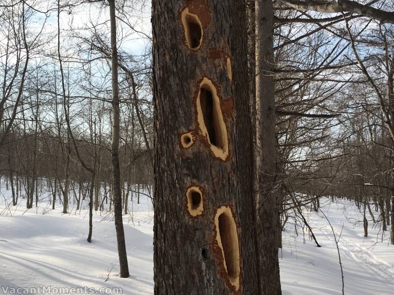 The wood peckers are busy in the forests