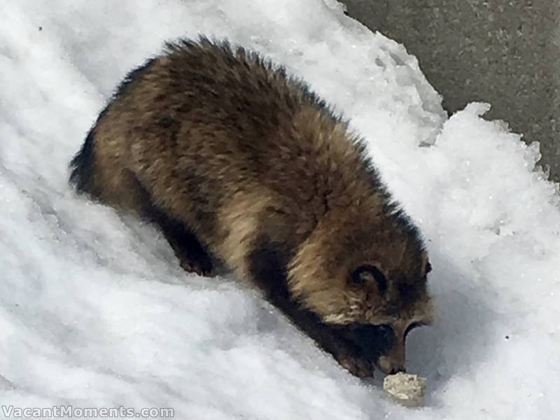 The animals are out and about<BR>I've never seen a Japanese Raccoon before