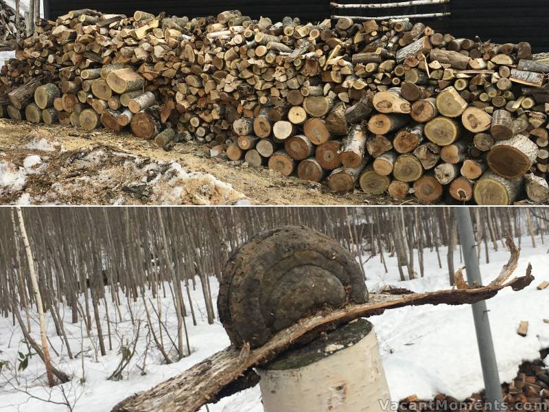 That's a lot of firewood Peter has stacked<BR>And a huge weird timber fungus - like a giant petrified snail