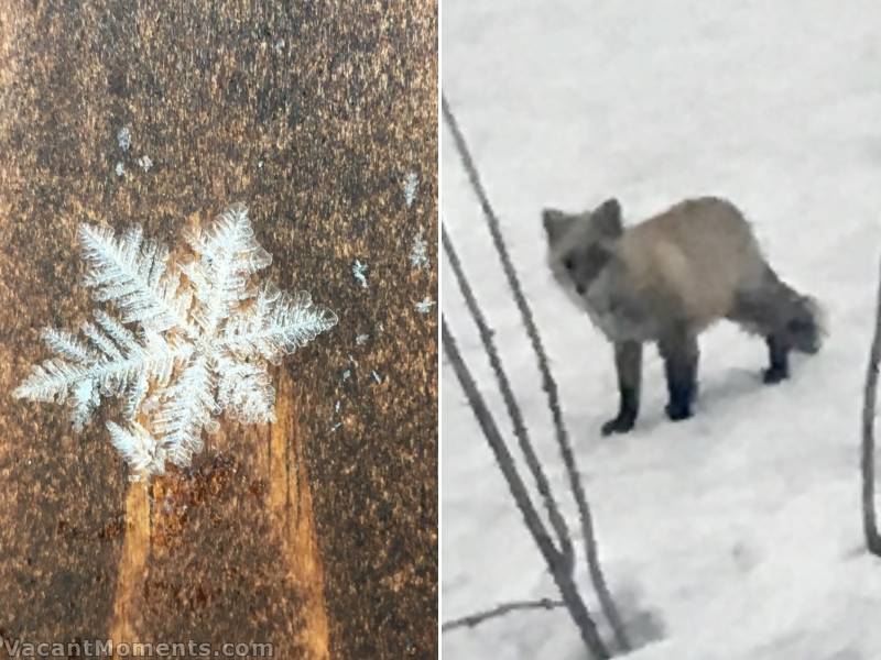 A close up of an ice crystal and a distance shot of a blurry fox