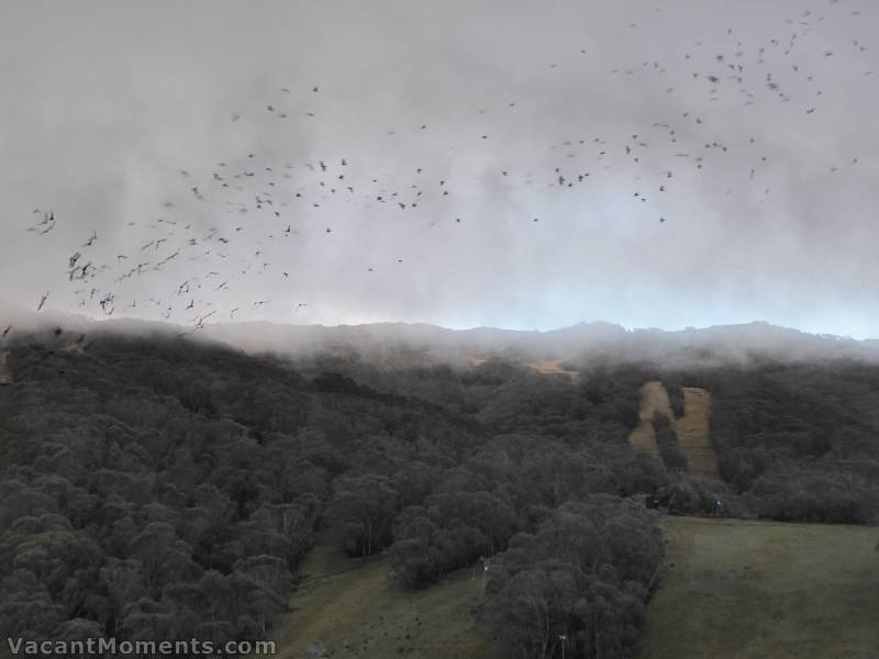 The crows knew it was coming when they massed at dawn yesterday