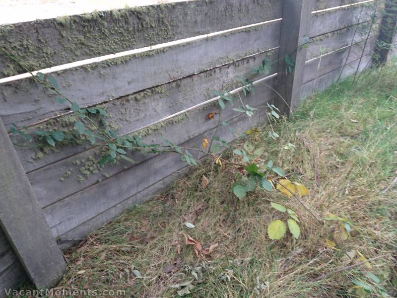 The blackberries have been trimmed